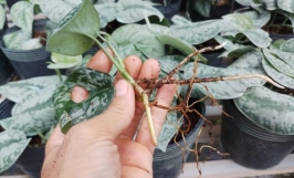 Tổng hợp bệnh trên cây trầu bà và cách khắc phục (P2)