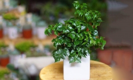 Top cây để bàn đẹp, dễ trồng, mang ý nghĩa phong thủy tốt đẹp