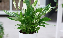 Top cây phong thủy dễ trồng trong nhà, mang lại nhiều may mắn, tốt lành