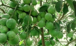 Thương vụ xuất khẩu chanh xanh sang thị trường Jordan