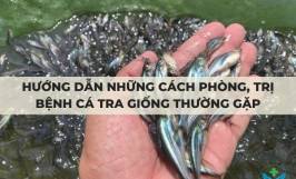 Hướng dẫn những cách phòng, trị bệnh cá tra giống thường gặp