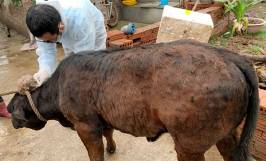 Tham khảo phác đồ điều trị viêm da nổi cục ở trâu bò