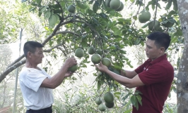 Mạnh dạn chuyển đổi canh tác nông nghiệp - Nông dân Trịnh Công Lý trở thành ấm gương hội viên làm kinh tế giỏi