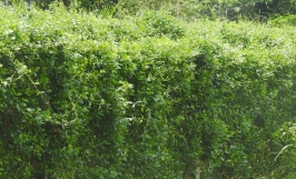 Kỹ thuật trồng dây thìa canh làm dược liệu mang lại hiệu quả kinh tế