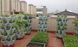 Các mô hình trồng rau trên sân thượng cho nhà phố hiệu quả, đẹp mắt