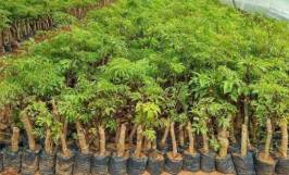 Cách trồng cây đinh lăng đúng kỹ thuật cho năng suất cao 
