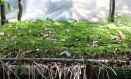 Các mô hình trồng sâm Ngọc Linh phổ biến hiện nay
