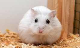 Tuổi thọ của chuột hamster kéo dài bao lâu?