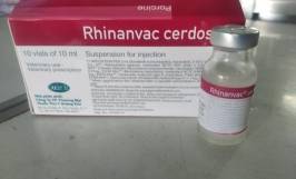 Tìm hiểu vắc xin viêm phổi cho heo Rhinanvac Cerdos 