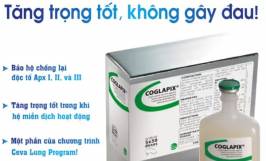 Phòng bệnh nhờ vắc xin viêm phổi cho heo con