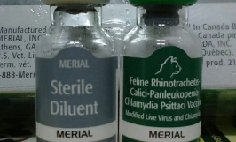Vắc xin phòng 4 bệnh cho mèo