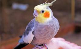 Nguồn gốc, đặc điểm hình dáng, tính cách của vẹt cockatiel lutino