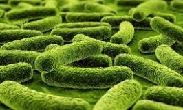 Vi khuẩn axit lactic (Lactobacillus fermentum) - Đệm lót sinh học trong chăn nuôi lợn gà