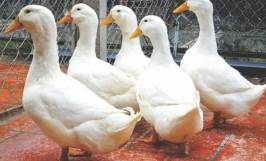 Vịt giống siêu nạc - sự lựa chọn hàng đầu trong chăn nuôi