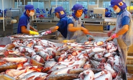 Tín hiệu trái chiều từ các thị trường nhập khẩu cá tra truyền thống