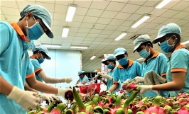 Doanh nghiệp xuất khẩu nông sản vẫn lúng túng trước loạt quy định mới của Trung Quốc