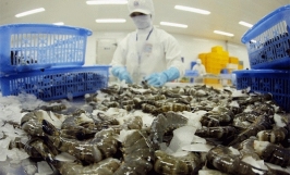 Việt Nam xuất khẩu tôm sang Canada đạt tỷ trọng cao nhất khối Hiệp định Đối tác Toàn diện và Tiến bộ xuyên Thái Bình Dương