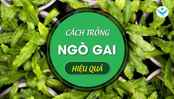 Cách trồng ngò gai hiệu quả