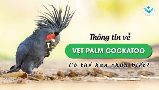 Thông tin về vẹt Palm Cockatoo có thể bạn chưa biết?