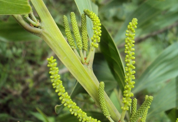 Keo tai tượng Úc