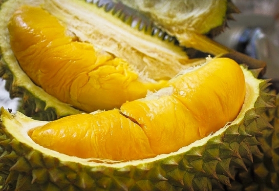 Kỹ thuật trồng sầu riêng cho năng suất và đem lại hiệu quả kinh tế cao