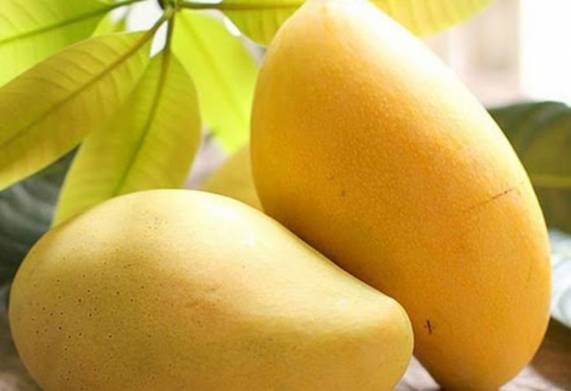 Top 10 cây trồng nông nghiệp cho giá trị kinh tế cao 