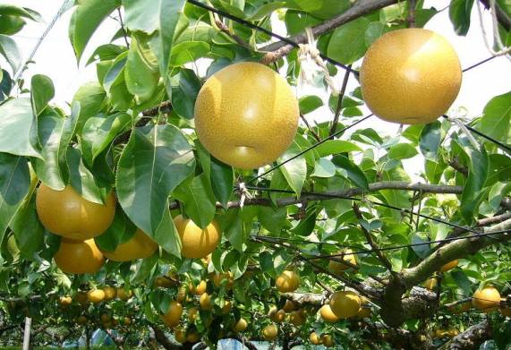 10 loại cây nông nghiệp ăn quả nhập khẩu có giá trị kinh tế cao 