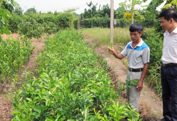 Nông dân lai tạo giống ăn quả: Giống bưởi Đào Chuyên và câu chuyện về người “cha đẻ” ra giống bưởi quý 
