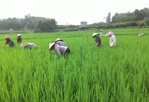 Biện pháp phòng ngừa sâu bệnh hại lúa vụ hè thu hiệu quả