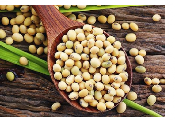Cơ hội hợp tác xuất khẩu sản phẩm đậu nành sang thị trường Trung Quốc