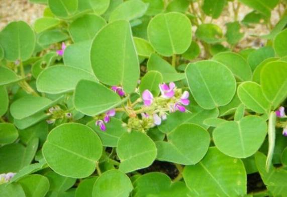 Kim tiền thảo - cây thuốc nam có lợi cho sức khỏe con người 