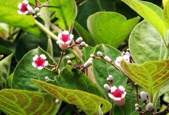 Mơ tam thể - vị thuốc quý cho mọi nhà 