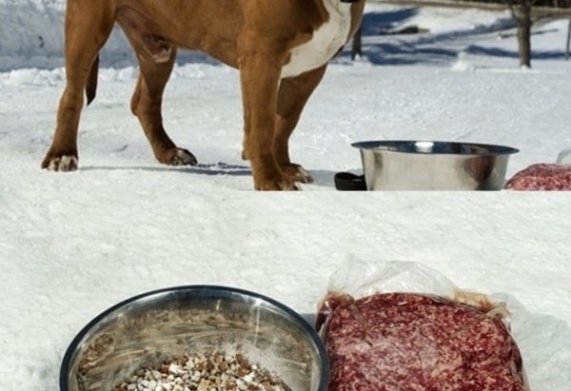 Chế độ dinh dưỡng cho chó Pitbull theo từng giai đoạn giúp chó phát triển khỏe mạnh