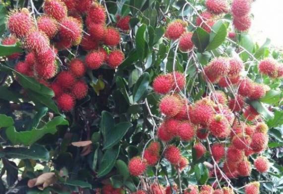 Cơ hội xuất khẩu Chôm Chôm sang thị trường Bangladesh