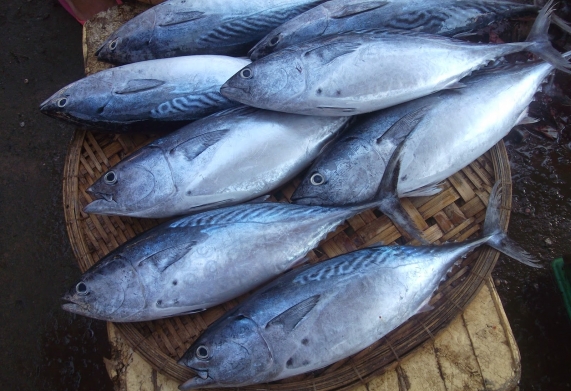 Cơ hội xuất khẩu cá ngừ sang thị trường Benin