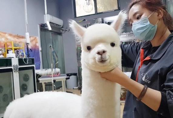 Alpaca là con gì? Nguồn gốc và đặc điểm ngoại hình của lạc đà alpaca