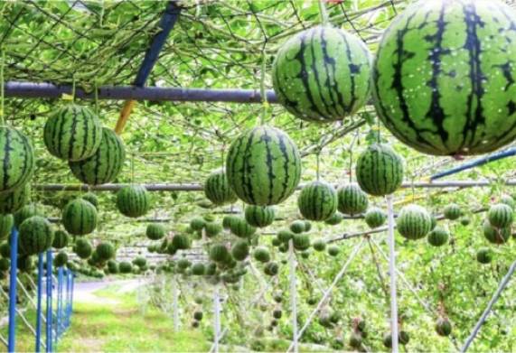 Tổng hợp các loại cây nông nghiệp ngắn ngày có hiệu quả nhất 
