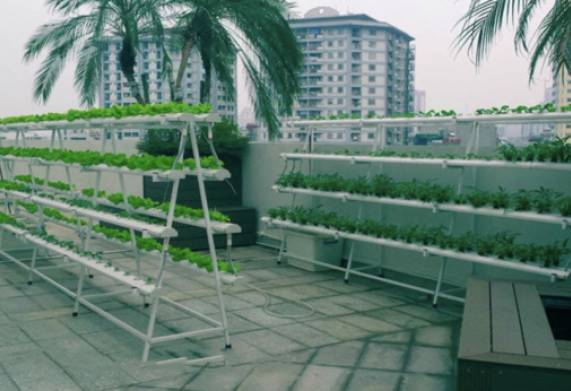 Tìm hiểu một số mô hình trồng rau sạch tại nhà đang phổ biến hiện nay