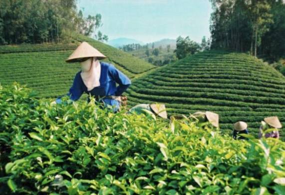 Tìm hiểu các mô hình kinh tế nông nghiệp hiệu quả