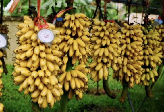 Tìm hiểu về đặc điểm và  giá trị của chuối ngự đại hoàng mang lại