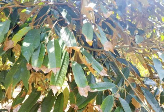 Sầu riêng mới trồng bị cháy lá: các triệu chứng và cách phòng trừ