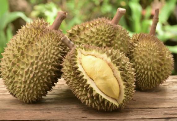 Nhu cầu dinh dưỡng của cây sầu riêng ở từng giai đoạn khác nhau