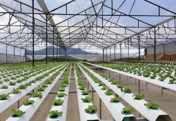 Nông nghiệp xanh và một số mô hình phổ biến hiện nay 