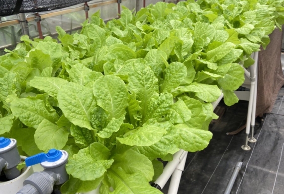Thủy canh Aquaponics sự kết hợp của trồng rau - nuôi cá, giải pháp hay cho việc xử lý nước thải trong nuôi trồng thủy sản.