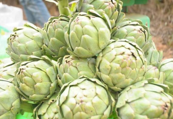 Cách bảo quản atiso tươi đúng chuẩn ngay tại nhà 