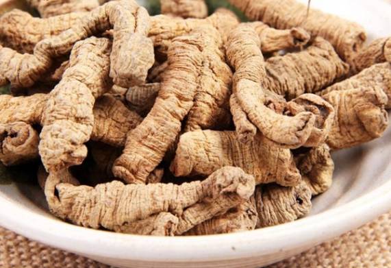 Cây ba kích - Vị thuốc quý trong đông y 