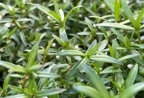 Bạch hoa xà thiệt thảo