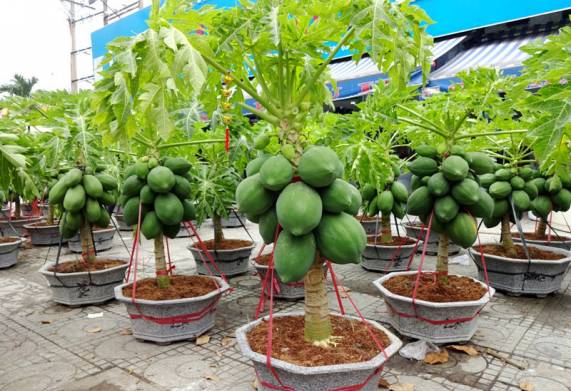 Các địa điểm bán cây đu đủ lùn hcm
