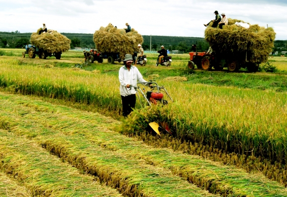 Sẽ có quy định mới về chính sách hỗ trợ bảo hiểm nông nghiệp