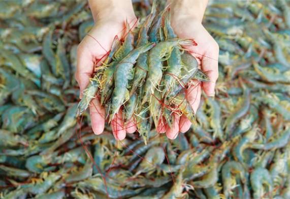 Các biện pháp phòng bệnh ahpnd trên tôm hiệu quả 